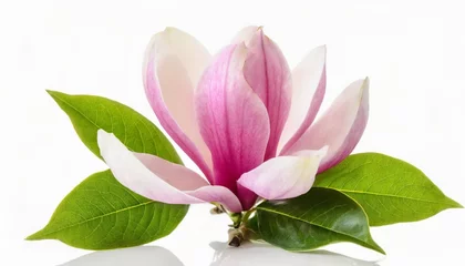 Fototapeten tender spring pink magnolia flower isolated on white background © Makayla