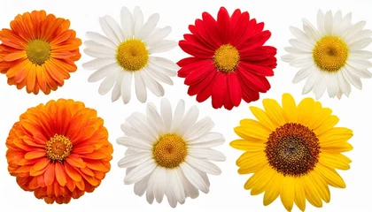 Rollo collection head daisies flowers isolated on white background perfectly retouched full depth of field on the photo flat lay top view floral pattern object © Makayla