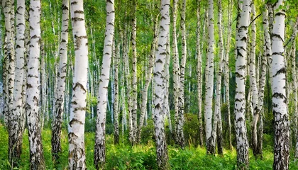 Stof per meter white birch trees in the forest © Makayla
