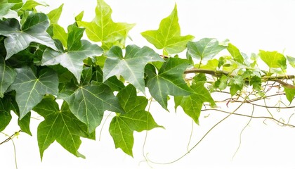 green ivy isolated on a white background