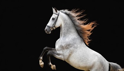 gray horse rearing up isolated on transparent background