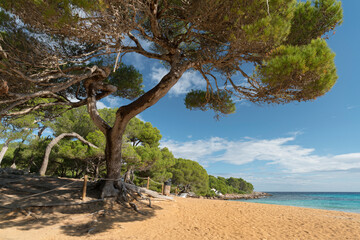 Bäume am Cala Aguila, Mallorca, Balearen, Spanien