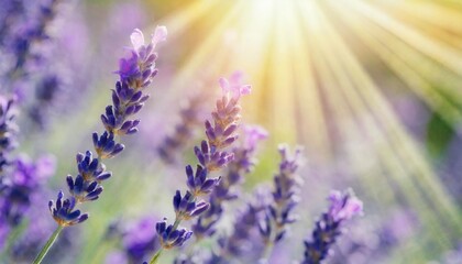 soft focus on beautiful lavender and sun rays sunbeams