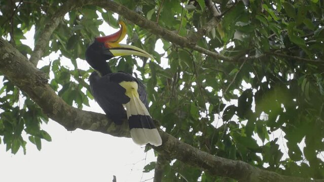 a rhinoceros hornbill preens its back feathers while perched in a rainforest tree of gunung leuser national park on sumatra, indonesia