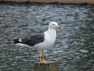 Seagull Perched on a Pole
