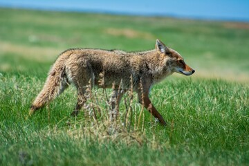Naklejka na ściany i meble Coyote walking on grassy prairie land in South Dokota