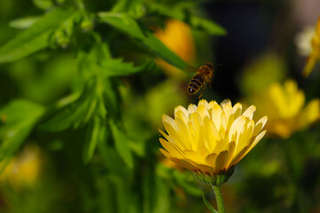 Bee on a yellow flower in summer while take off