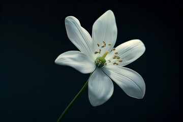 Fototapeta na wymiar Exotic unusual white flower close-up on a dark background. Ideal for web, banners, cards and more