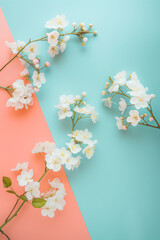 Cherry blossom background. Soft studio lighting. Spring minimal concept. Flat lay