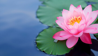 Bright pink lotus flower atop a lily pad, with a soft focus on the tranquil blue water background