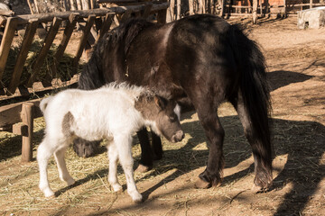 Fototapeta premium A newborn pony foal with its mother in farm yard on sunny day 