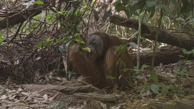 an adult male orangutan eats a banana in the rainforest of gunung leuser national park on sumatra, indonesia