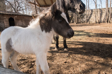 A newborn pony foal with its mother in farm yard on sunny day 