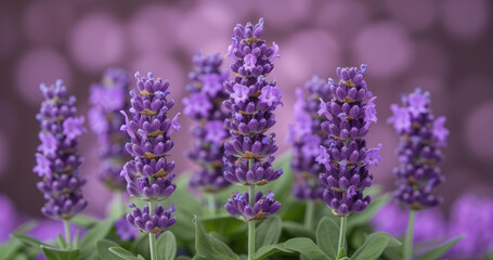 a bunch of purple flowers that are in a flower pot with green leaves in front of a blurry background.