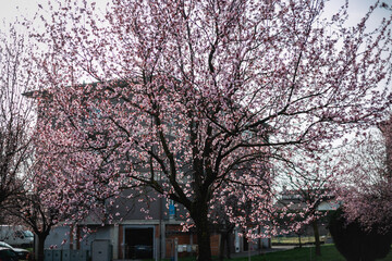blooming big tree standing in front of the house on the street