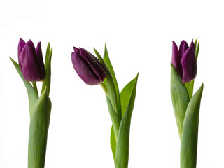 lilac tulips on a white isolated background