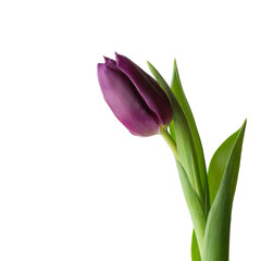 lilac tulips on a white isolated background