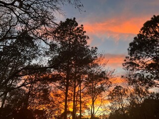 Obraz premium sunset in the forest