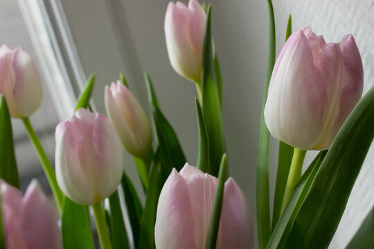 pink tulips bunch on a white window 
