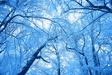 Snow covered trees against the sky