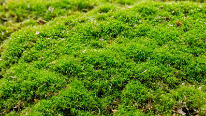 Fototapeta na wymiar Close-up of lush moss texture creating a vibrant green carpet in the forest, showcasing nature's intricate details and the forest's lushness with high detail for a vivid visual experience.