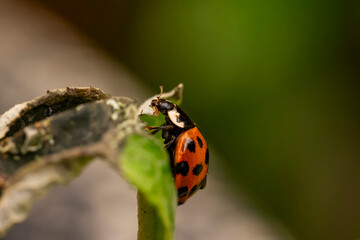 ladybug on green leaf. ladybird or coccinellidae close up. Ladybug tropical forest wildlife focus dynamic.