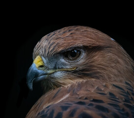 Portrait of a buzzard with a black background