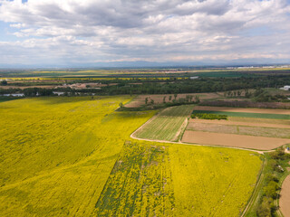 Blooming rapeseed field near village of Kostievo, Bulgaria