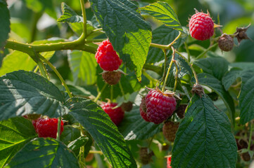 Blurred image of ripe raspberries on a branch on a summer day.