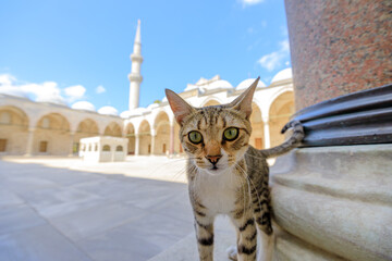In the serene surroundings of the Suleymaniye Mosque's courtyard in Turkey, a cat moves with elegant nonchalance. Its coat, a tapestry of shadows and light, gleams in the Turkish sunlight.
