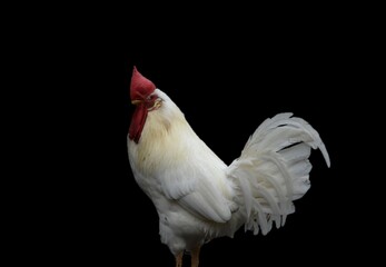 white rooster with red comb on a black background