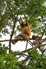 Nasenaffe auf einem Baum – Wildtier in natürlichem Habitat