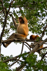 Nasenaffe auf einem Baum – Wildtier in natürlichem Habitat