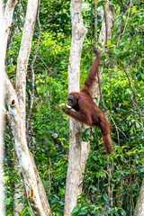 Orang-Utan in der Wildnis von Borneo – Bewohner des Regenwaldes
