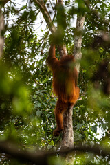Orang-Utan in der Wildnis von Borneo – Bewohner des Regenwaldes