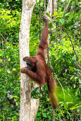Orang-Utan in der Wildnis von Borneo – Bewohner des Regenwaldes