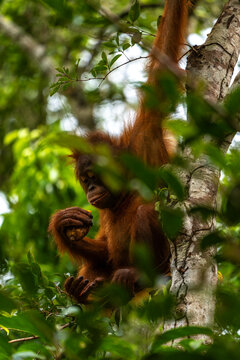Orang-Utan in der Wildnis von Borneo &ndash; Bewohner des Regenwaldes