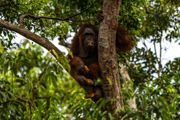 Orang-Utan in der Wildnis von Borneo – Bewohner des Regenwaldes