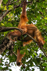 Orang-Utan in der Wildnis von Borneo – Bewohner des Regenwaldes