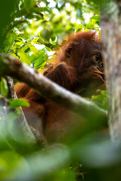 Orang-Utan in der Wildnis von Borneo &ndash; Bewohner des Regenwaldes