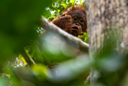 Orang-Utan in der Wildnis von Borneo &ndash; Bewohner des Regenwaldes