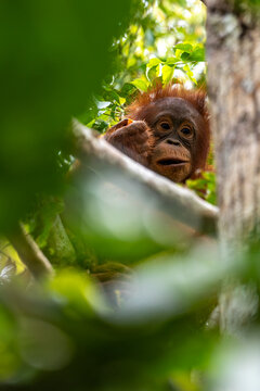 Orang-Utan in der Wildnis von Borneo &ndash; Bewohner des Regenwaldes