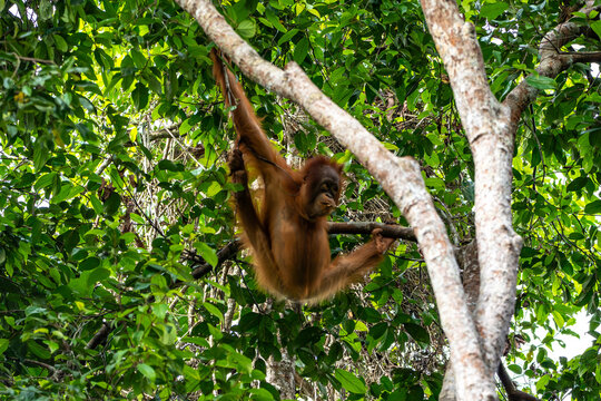 Orang-Utan in der Wildnis von Borneo &ndash; Bewohner des Regenwaldes