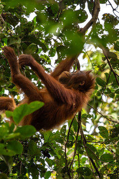 Orang-Utan in der Wildnis von Borneo &ndash; Bewohner des Regenwaldes