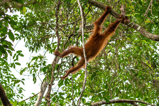 Orang-Utan in der Wildnis von Borneo &ndash; Bewohner des Regenwaldes