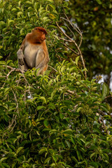 Nasenaffe auf einem Baum – Wildtier in natürlichem Habitat