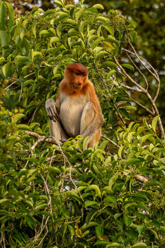 Nasenaffe auf einem Baum &ndash; Wildtier in nat&uuml;rlichem Habitat