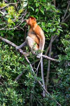 Nasenaffe auf einem Baum &ndash; Wildtier in nat&uuml;rlichem Habitat