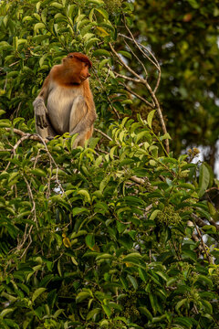 Nasenaffe auf einem Baum &ndash; Wildtier in nat&uuml;rlichem Habitat