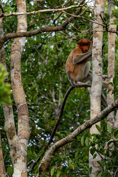 Nasenaffe auf einem Baum &ndash; Wildtier in nat&uuml;rlichem Habitat